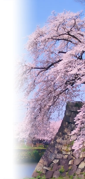 画像 桜イメージ